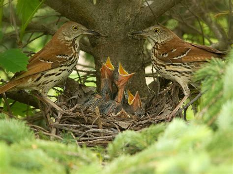 Brown Thrasher Nesting (Behavior, Eggs, Location) | Birdfact