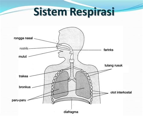 Sistem Pernapasan Atas Dan Bawah - Homecare24