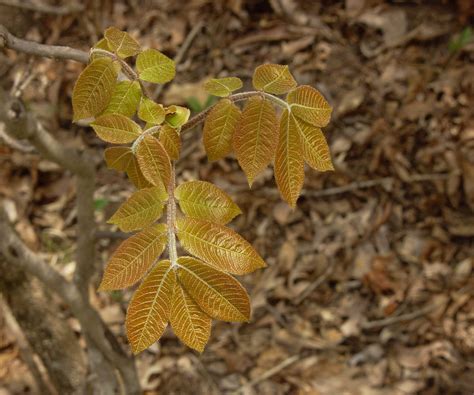 hickory leaves new – Richmond Tree Stewards