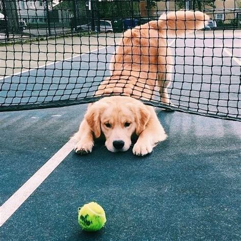 Cute golden retriever puppy dog playing with a tennis ball. | Retriever ...