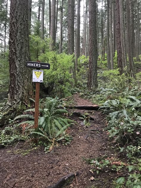 Have been hiking the same hike on Chuckanut Mountain in Bellingham, WA every Saturday morning ...