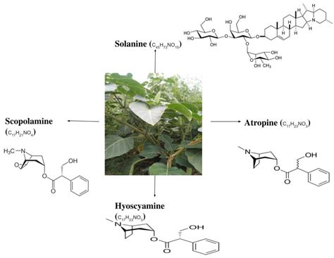 Phytochemistry, Pharmacology, and Toxicology of Datura Species—A Review