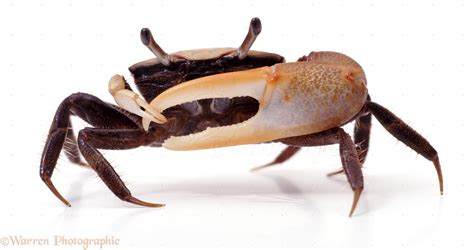 Fiddler Crab photo WP06135