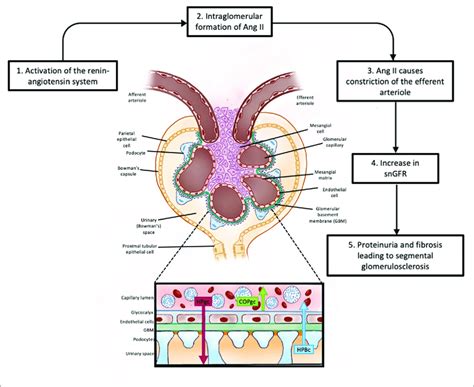 Glomerular Filtration: Video, Anatomy Definition Osmosis, 49% OFF