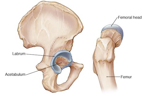 Pelvis Hip Anatomy