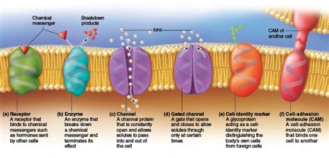 This diagram shows the functions of proteins found in the plasma membrane. | Plasma membrane ...