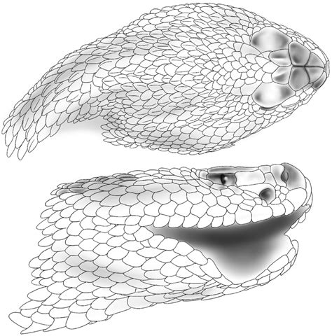 Dorsal and lateral view of the head of the holotype of Crotalus... | Download Scientific Diagram