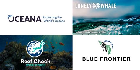 30 Ocean Conservation Organizations fighting to Save Marine Biodiversity