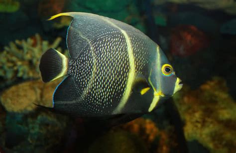 Top 10 Most Beautiful Fishes In The World - The Mysterious World