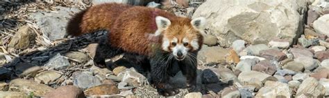 An Update on Red Panda Conservation | Seneca Park Zoo