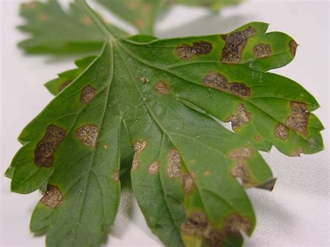 Controlling Septoria Leaf Spot in Parsley — Plant & Pest Advisory