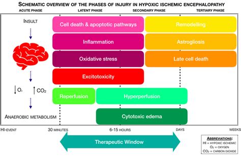 Schematic overview of the phases of injury in Hypoxic-Ischemic ...