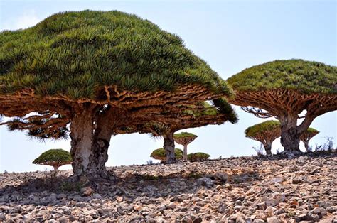 The Lost World of Socotra: The Most Alien-Looking Place on Earth | Ancient Origins