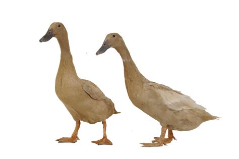 The Ultimate Guide to Raising Ducks Tips and Tricks for Caring for Your Pet Duck - aitoolseo.com