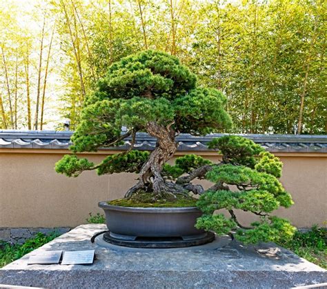 Ý nghĩa phong thủy của cây bonsai dáng văn nhân - BonSai Việt Nam