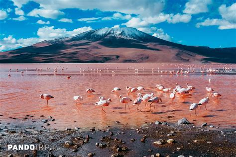 Bloody Red Laguna Colorada in Bolivia - Places To See In Your Lifetime