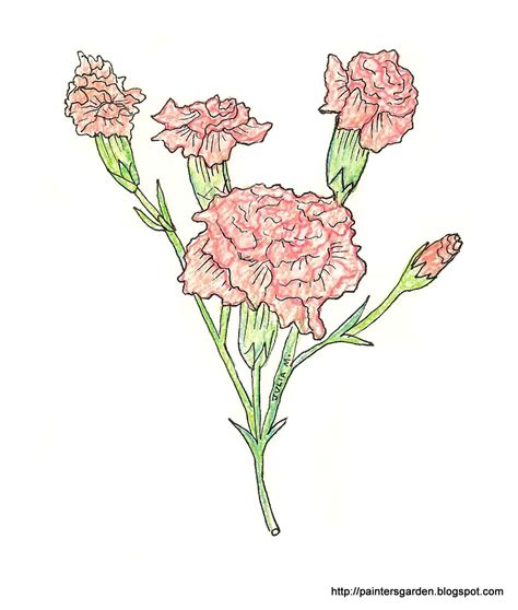 Carnation Flower Drawing | www.imgkid.com - The Image Kid Has It!