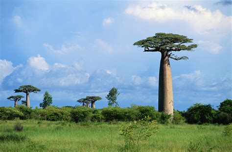 Plants & Nations: Madagascar - CGTN