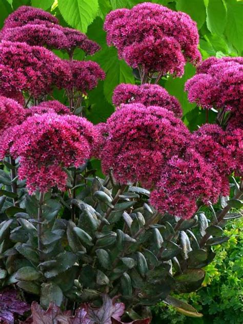 Sedum Thunderhead | Bluestone Perennials