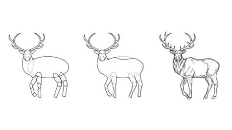 How to Draw an Elk in 5 Easy Steps