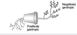 What is geotropism? Draw a labelled diagram of a p toppr.com