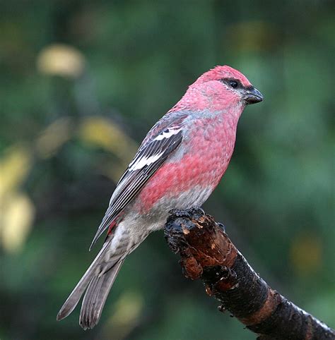 Pine Grosbeak | this male pine grosbeak was at the feeders t… | Flickr