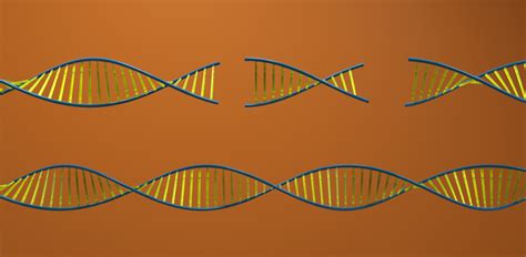 Deletions on chromosome 22 have ripple effects across genome | Spectrum | Autism Research News