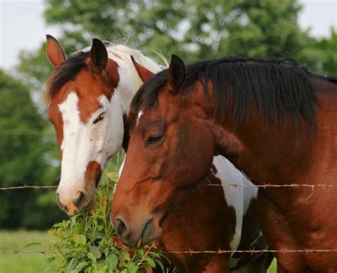 With so many Different Types of Horse Feed, What Should You Feed Your Horse With? Horse Food ...