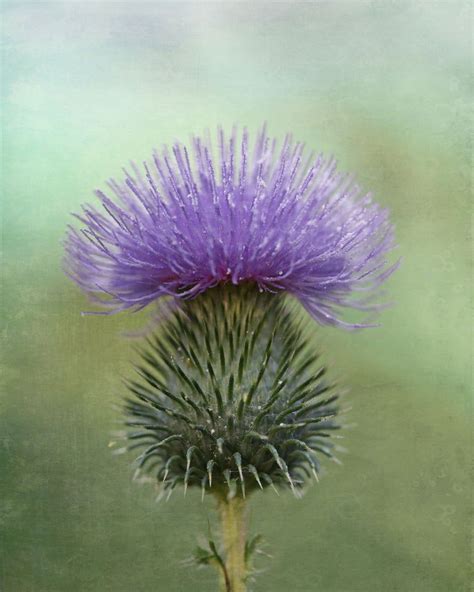 purple and green wall art, thistle art, lavender and sage art, purple and green art, floral wall ...