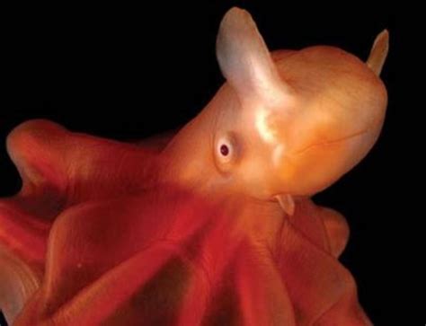 Dumbo Octopus: Fun Facts, Pictures & Information | HubPages