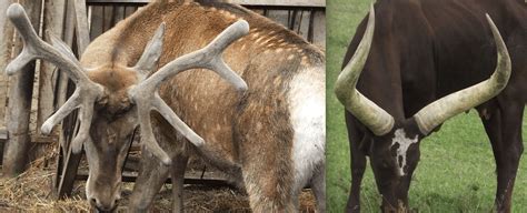 What is the difference between an antler and a horn? | SIMILAR BUT DIFFERENT IN THE ANIMAL KINGDOM