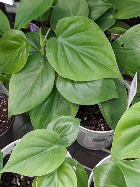 Heart Leaf Philodendron Care: Brasil Philodendron and Propagation Tips