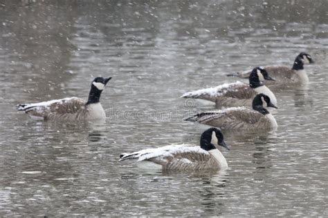 Flock of Canada Goose, Branta Canadensis, in Blizzard Stock Photo ...