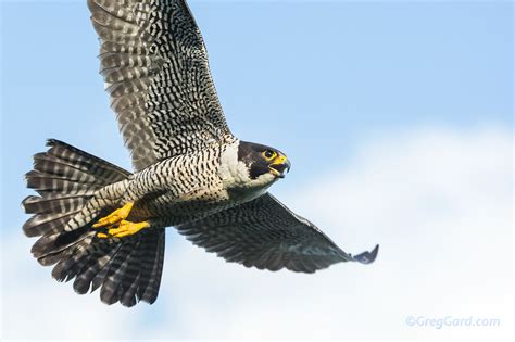 Peregrine Falcon flying - New Jersey — Greg Gard