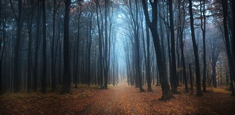 7 Magical Photos That Will Make You Want To Visit The Black Forest In Germany - Hand Luggage ...