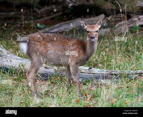 Juvenile sika deer hiding in its natural habitat Stock Photo - Alamy