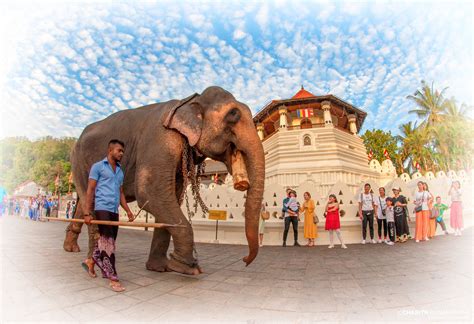 Perahera Elephants - Sri Dalada Maliagawa - Kandy | ©Copyrig… | Flickr