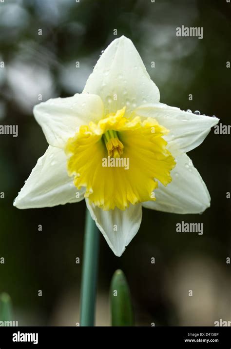 Yellow and white Narcissus flower Stock Photo - Alamy