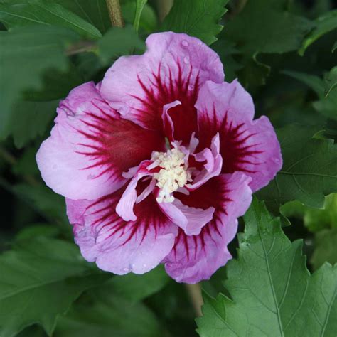 Hibiscus syriacus 'Purple Pillar', Rose of Sharon 'Purple Pillar' in ...