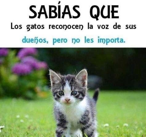 Memes De Gatos - Pulsagram Untung