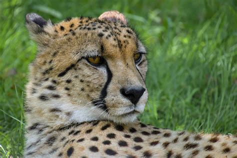 Free picture: cheetah, predator, cat, animal, carnivore, safari, Africa ...