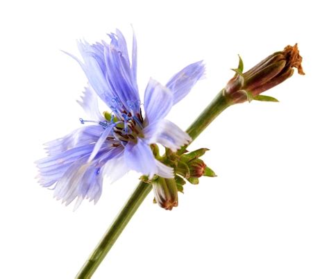 Premium Photo | Chicory flower isolated on white