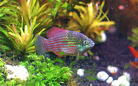 American Flagfish Care & Facts(Jordanella Floridae)