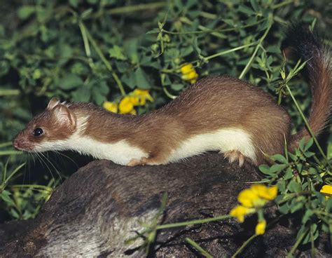 Weasel Control | Missouri Department of Conservation