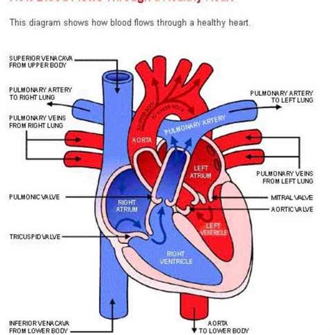 takes in deoxygenated blood through veins and this Heart Anatomy Diagram Label project is ...