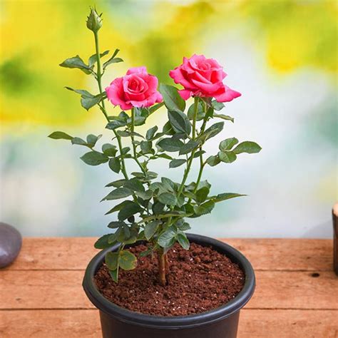 Buy Rose (Pink) - Plant online from Nurserylive at lowest price.