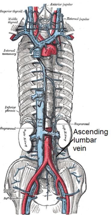 Ascending lumbar vein - Definition, Location, Function and Pictures - Bodterms