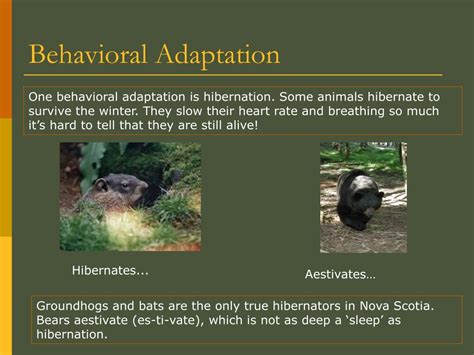 29+ Animal Behavioral Adaptations | Sanscompro Misaucun