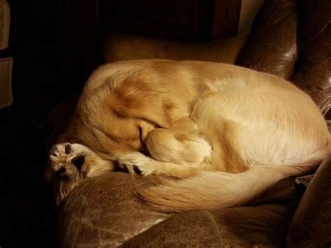 Cute Sleeping Golden Retriever Puppy | Sleeping dogs, Sleepy dogs, Cute dogs