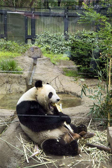 The Giant Pandas of Ueno Zoo - Tokyo For 91 Days